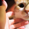 猫マニアの方々！　悶絶避けられず…… サムネイル5