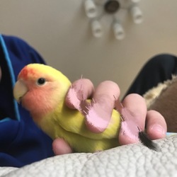 横顔美人 最近鼻あたりが赤くなってきました