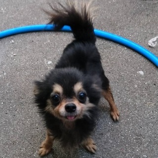 愛知県3歳のチワワの女の子です！