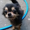 愛知県3歳のチワワの女の子です！ サムネイル2
