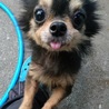 愛知県3歳のチワワの女の子です！ サムネイル3