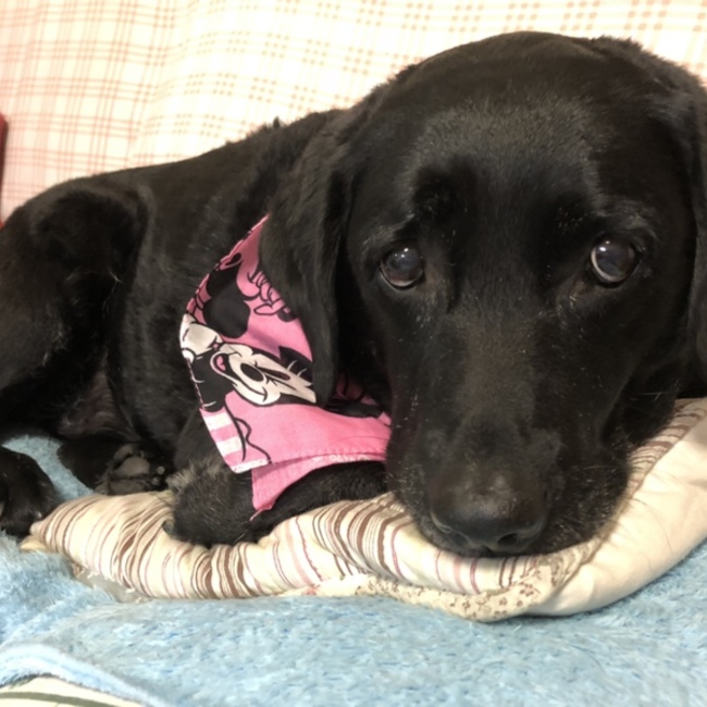 えりころのカバー写真