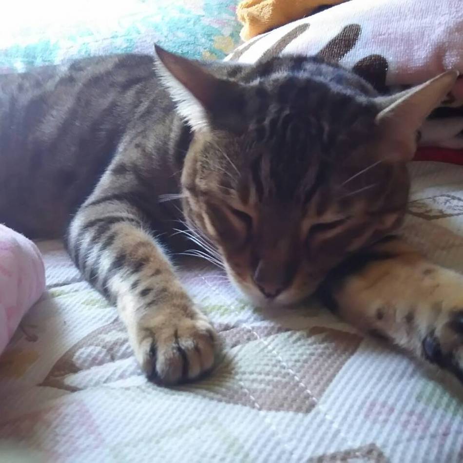 リリーのカバー写真