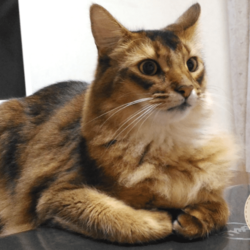 「2018年を迎えたうちのソマリと茶トラ猫です」サムネイル1