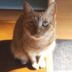 「2018年を迎えたうちのソマリと茶トラ猫です」サムネイル2