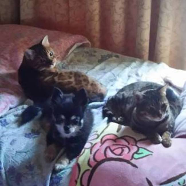 犬猫ちゃんは家族です(^^)のカバー写真