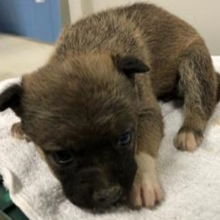 可愛い子犬達が待っています。