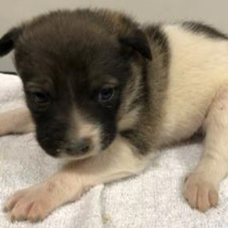 可愛い子犬達が待っています。