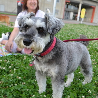 ミニチュアシュナウザーの女の子です。