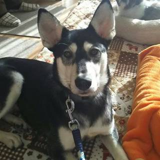 この子を助けてください。