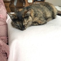 ベル