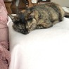ベル