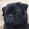知人宅、パグ♂