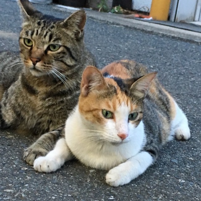 sakana0525のカバー写真
