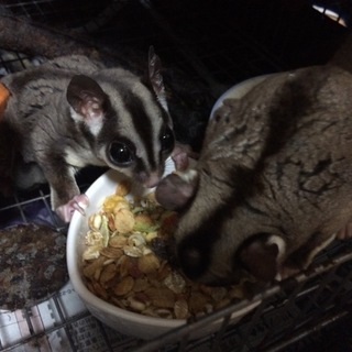 里親を探しています