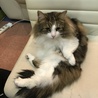 の写真