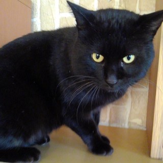 ボンボン穏やか【梵天】