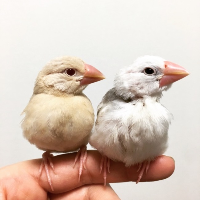 あみちゅーさんのカバー写真