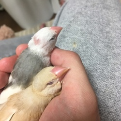 シロちゃんのおハゲは治ってくれるかな。。、