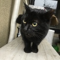 寒空の下、待っています。くろねこちゃん