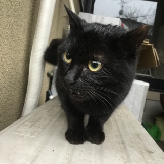 寒空の下、待っています。くろねこちゃん