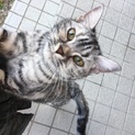 人懐っこいキジトラ子猫ちゃん
