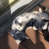 人懐っこいキジトラ子猫ちゃん サムネイル2