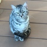 人懐っこいキジトラ子猫ちゃん サムネイル3