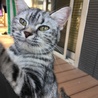 人懐っこいキジトラ子猫ちゃん サムネイル5