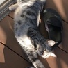 人懐っこいキジトラ子猫ちゃん サムネイル6