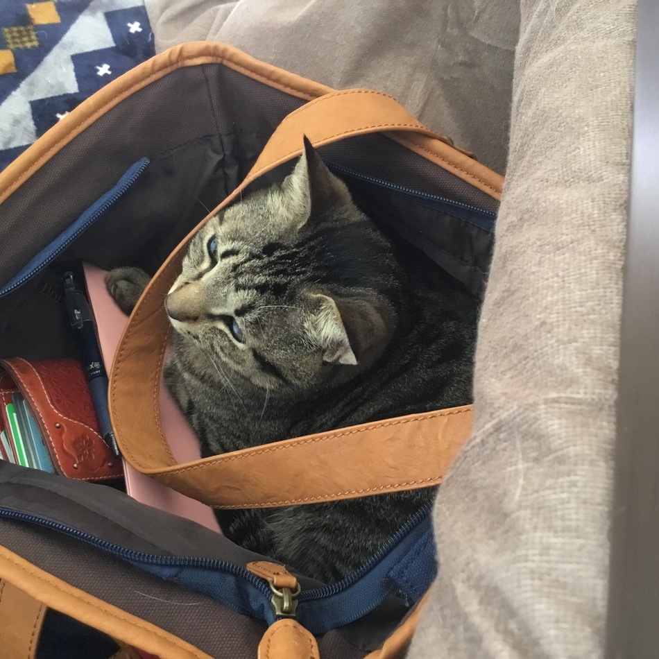 meow(みお)のカバー写真