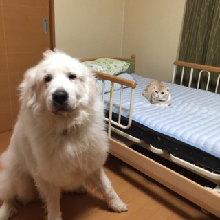 飼い主の身体的な障害により飼えなくなりました