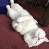 rip(りっぷ)