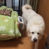 飼い主の身体的な障害により飼えなくなりました サムネイル2
