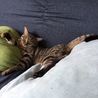 の写真