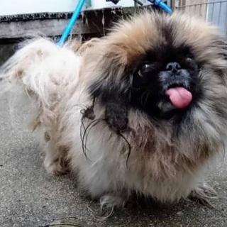 愛知県4歳のペキニーズの女の子です！