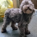 愛知県8歳のトイプードルです！