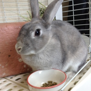 甘えん坊のうさぎさんです