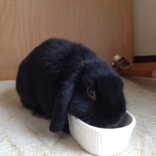 少し小型のロップちゃんです