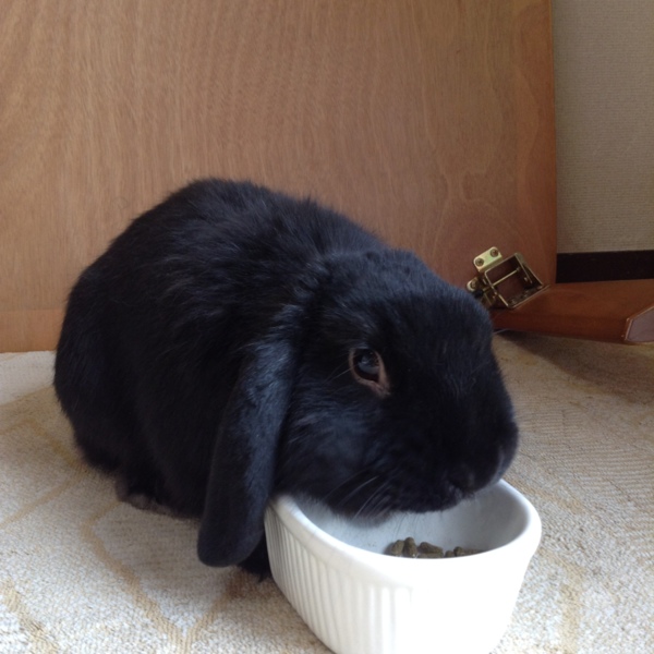 少し小型のロップちゃんです サムネイル2