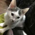 ニコ玉♂白×グレーやんちゃで甘えん坊