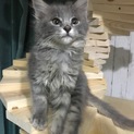 グレーふわふわフワ玉♀募集多、一旦停止します