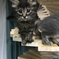 ふわふわ甘々コゲ玉♀一度停止します