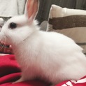 ミニウサギ(白) 取引中です。