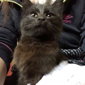 美人猫の黒猫中毛子猫ちゃん✩°｡⋆
