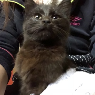 美人猫の黒猫中毛子猫ちゃん✩°｡⋆