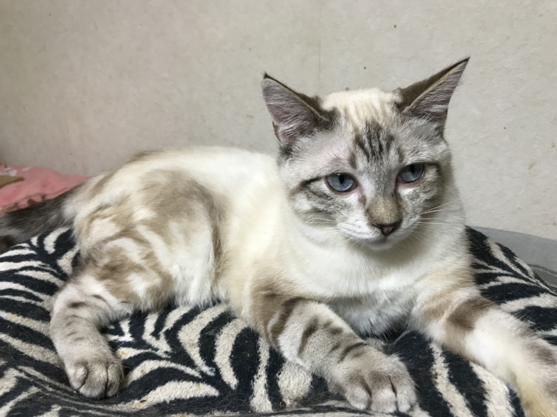 シャムトラ柄の男の子 6ヶ月位 北海道 猫の里親募集 ペットのおうち 月間利用者150万人