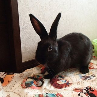 保護うさぎ/153れもん