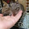 生後4ヶ月、デグーのオスの子です。 サムネイル3
