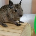 デグーのオスの子の里親募集です。